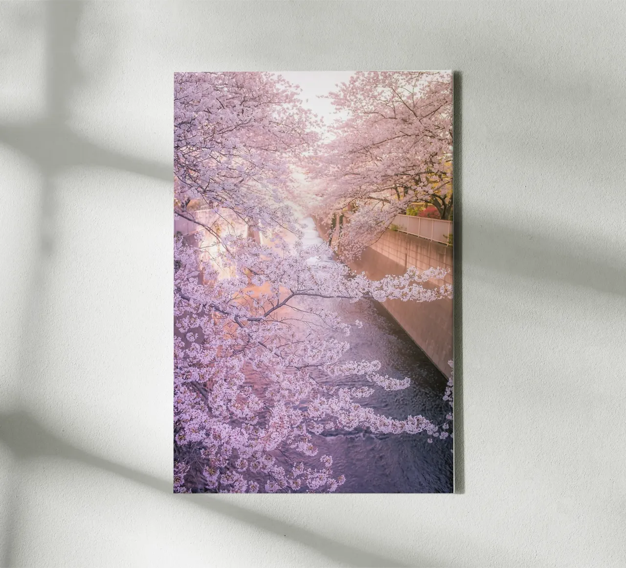 Sakura tree over Kanda Gawa river tela da Samuel Leonardo