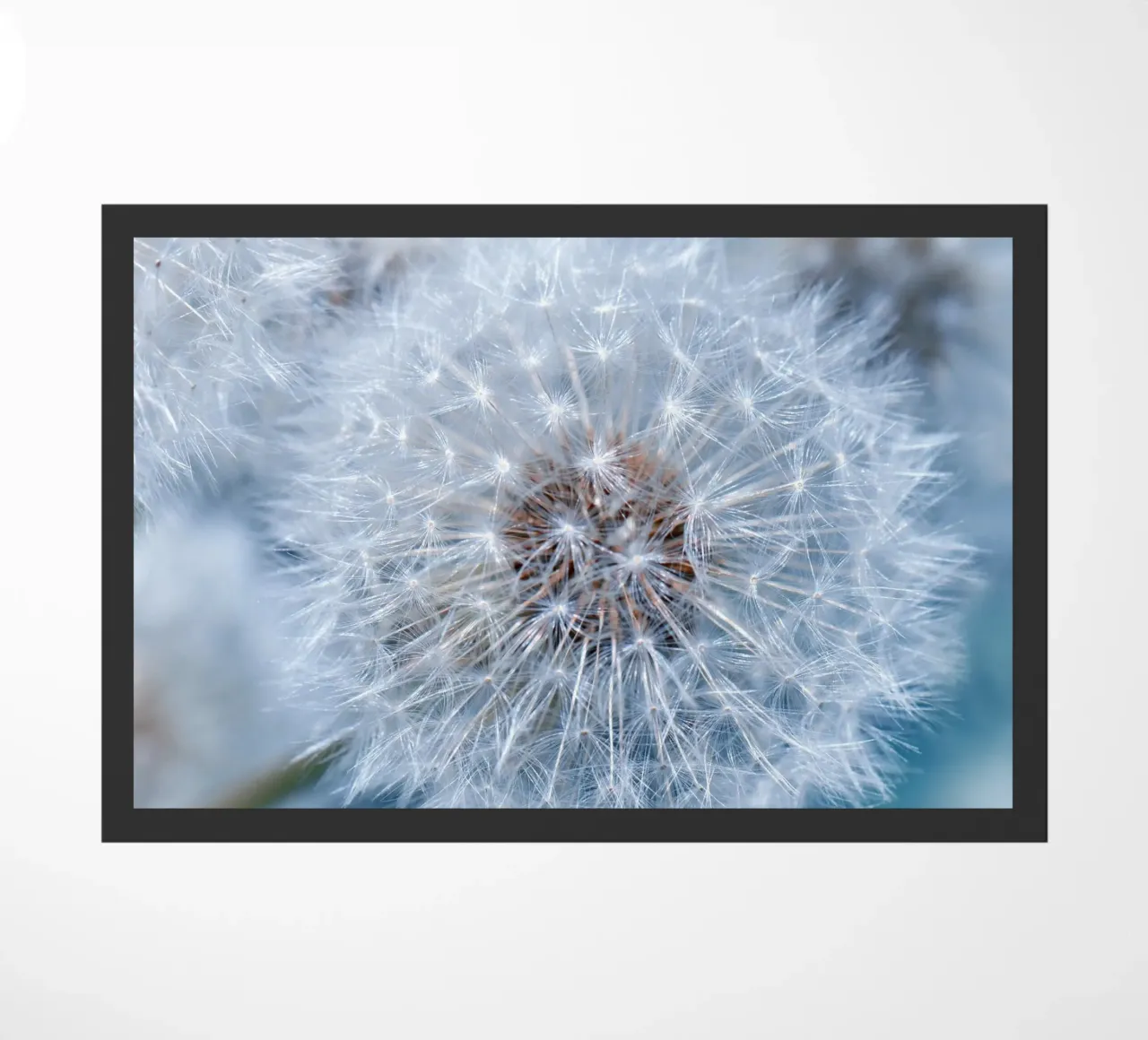 Pusteblumen zerbino da Atteloi