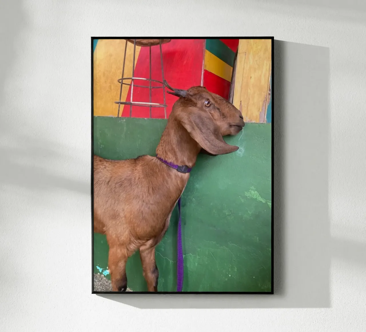 Goat plexiglass da Tabea Jule Photography