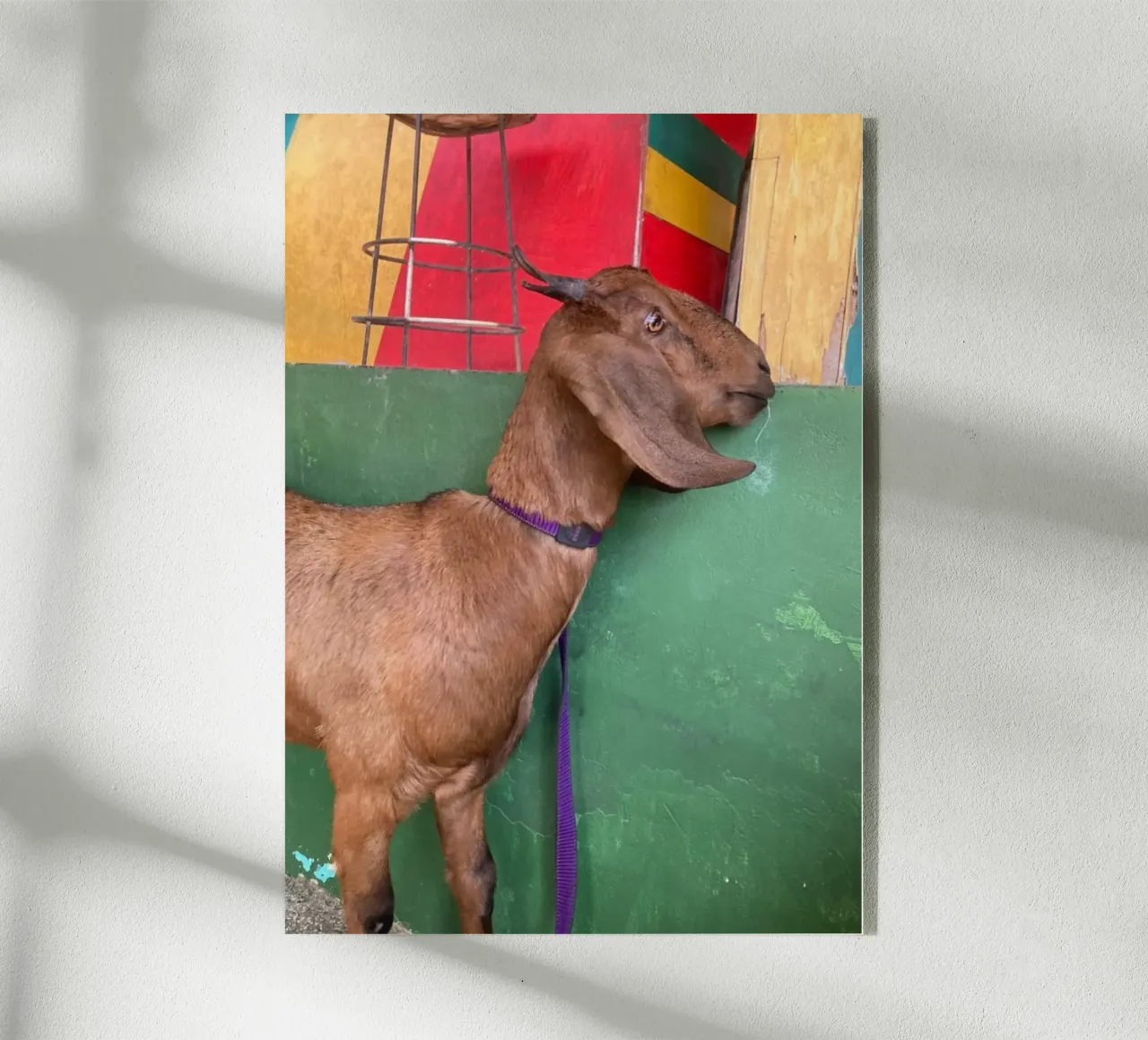 Goat plexiglass da Tabea Jule Photography