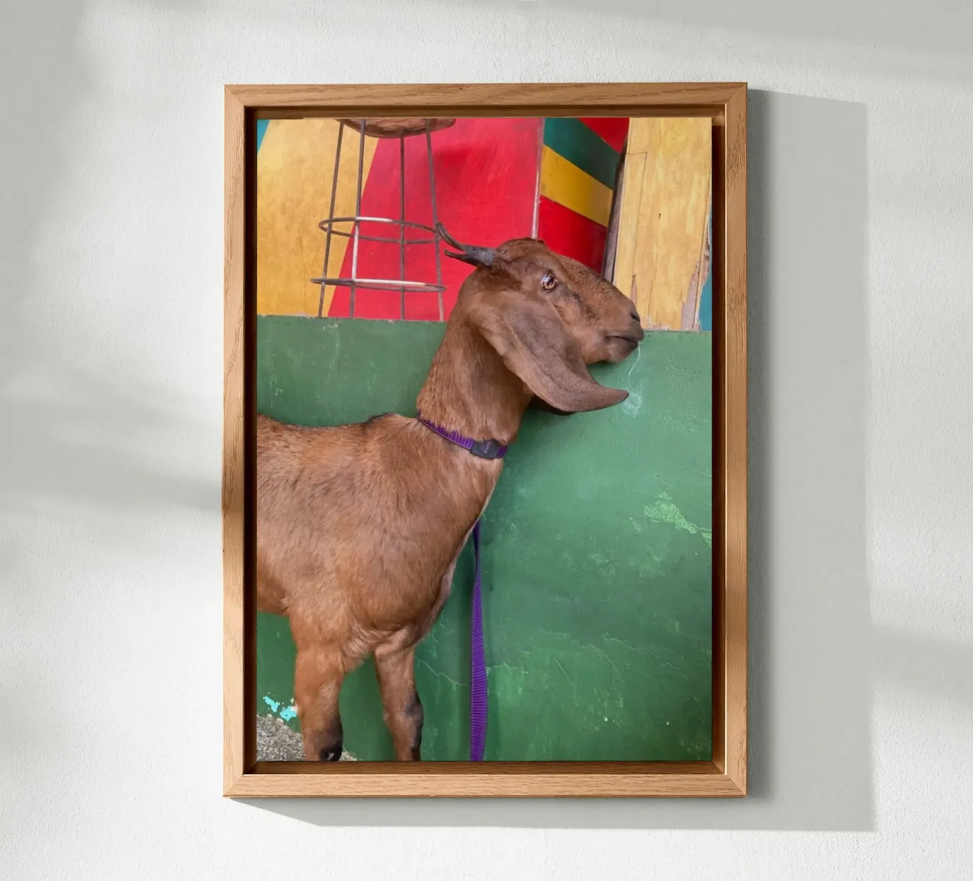 Goat alluminio dibond da Tabea Jule Photography