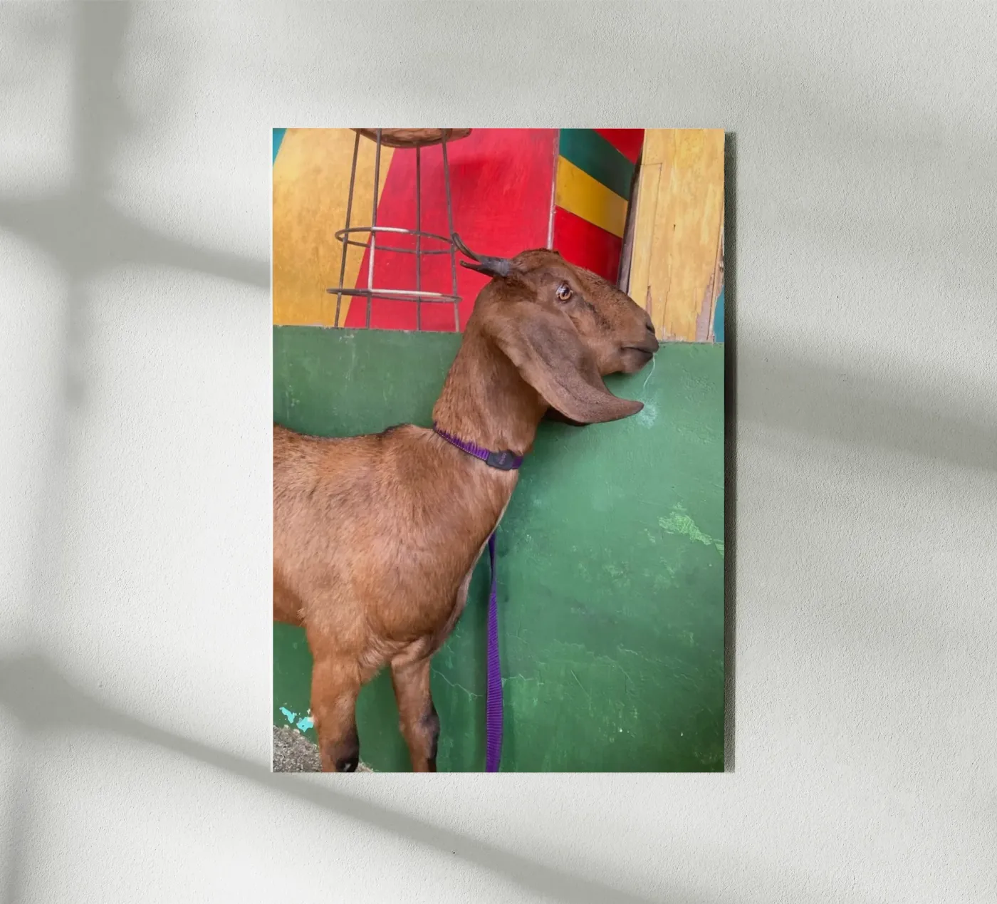 Goat alluminio dibond da Tabea Jule Photography