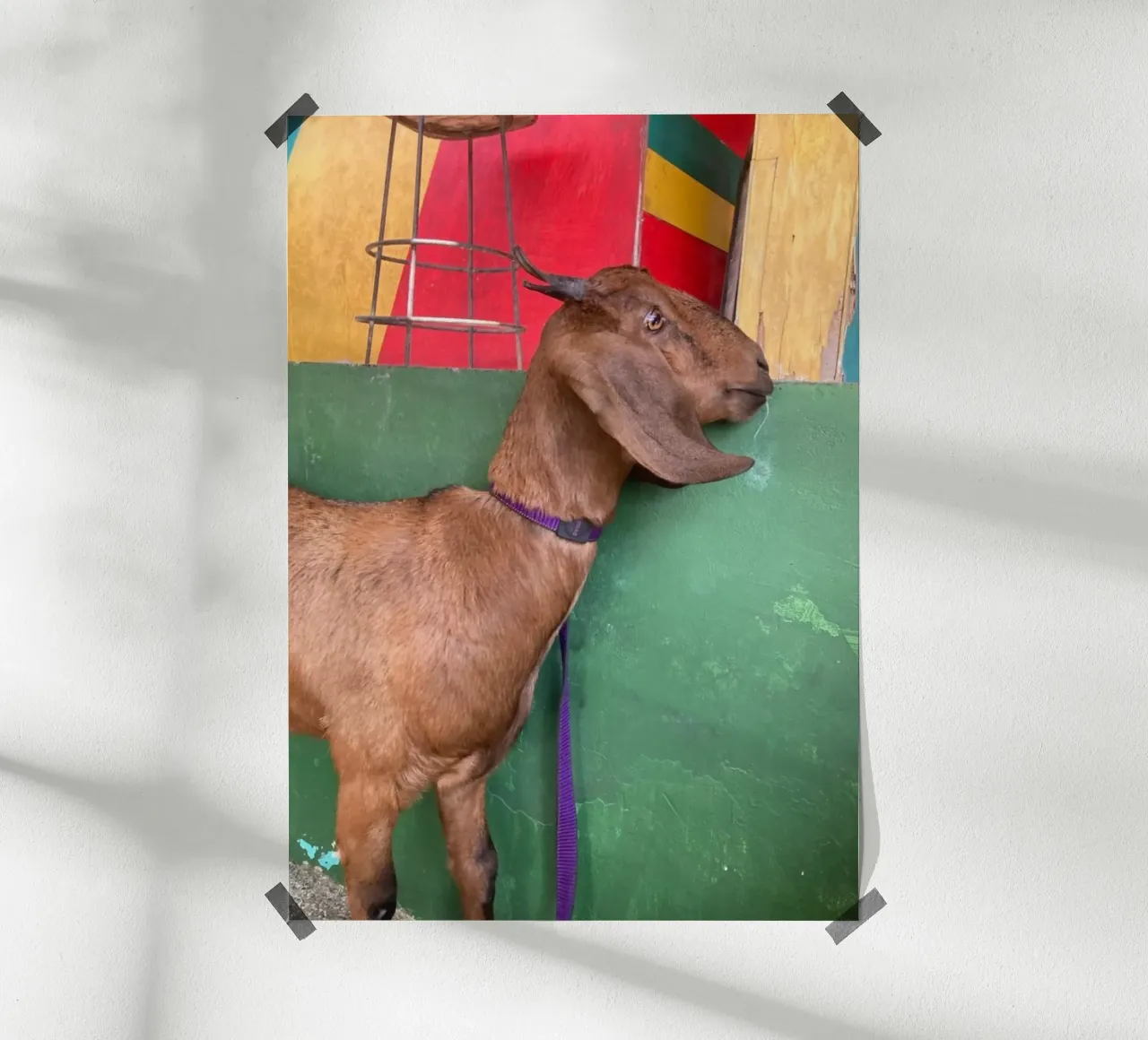 Goat poster da Tabea Jule Photography