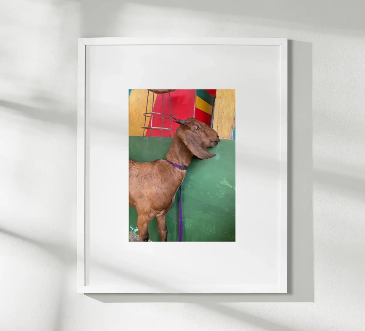 Goat poster da Tabea Jule Photography