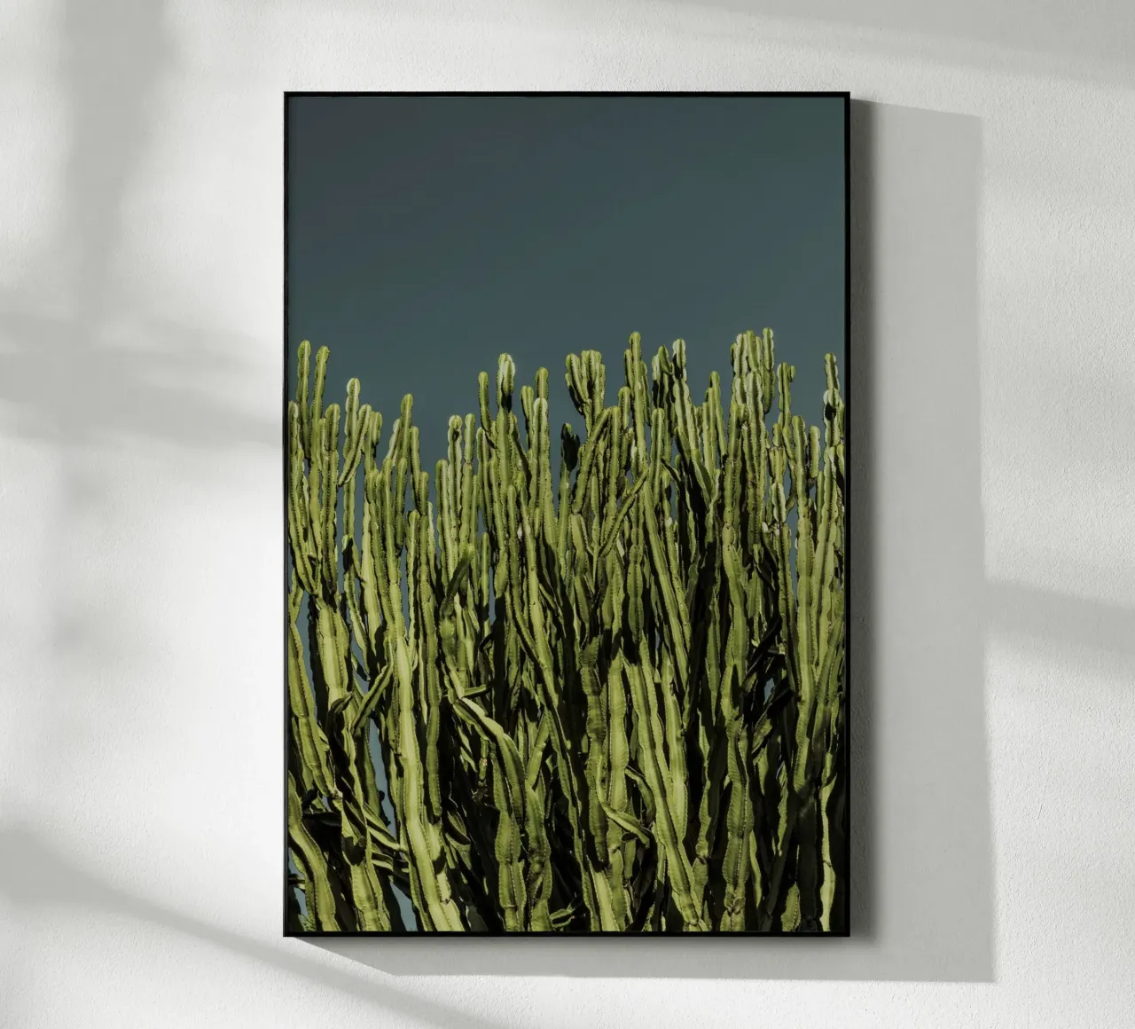 Cacti plexiglass da Mareike Böhmer Photography