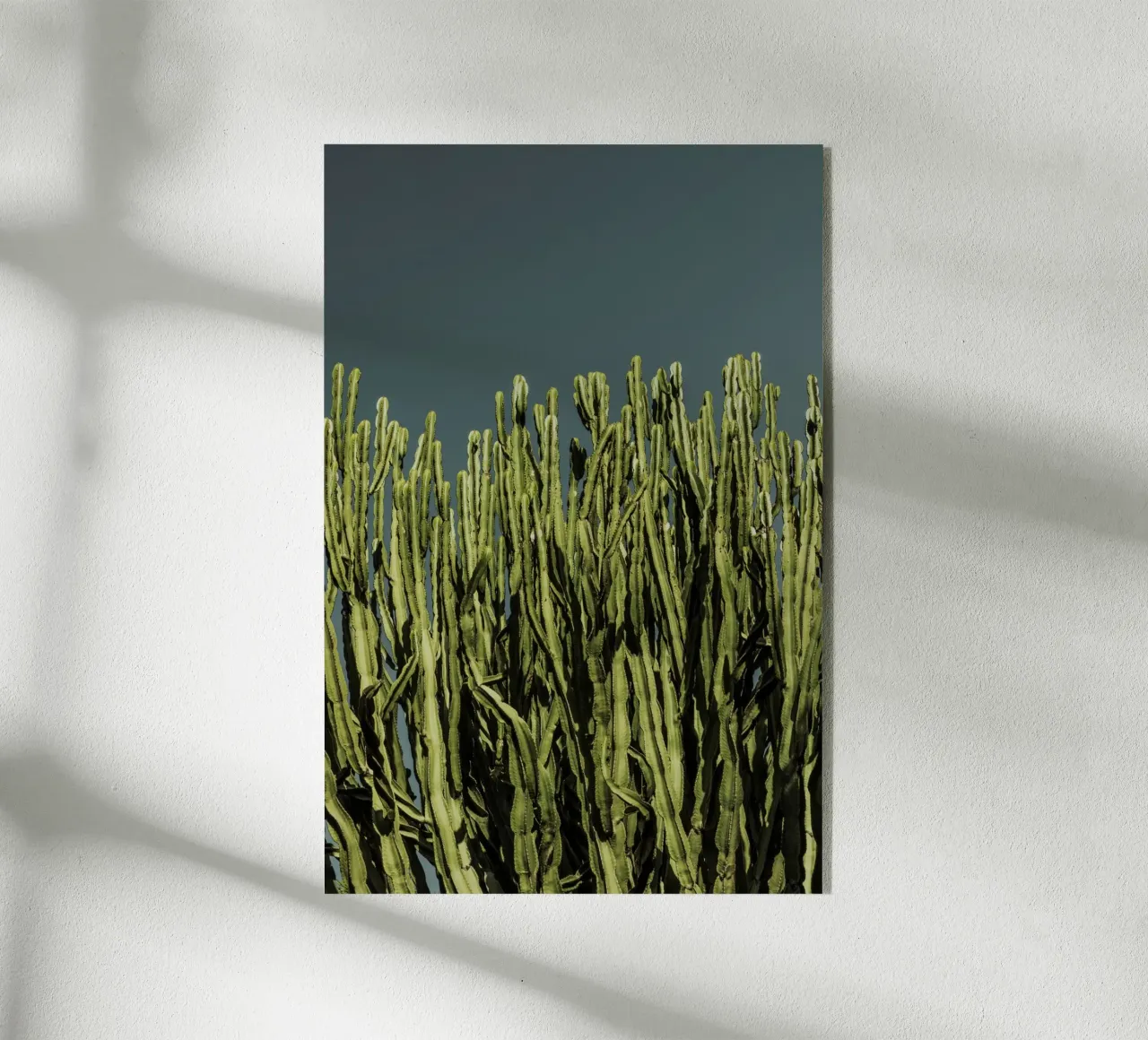 Cacti acryl van Mareike Böhmer Photography