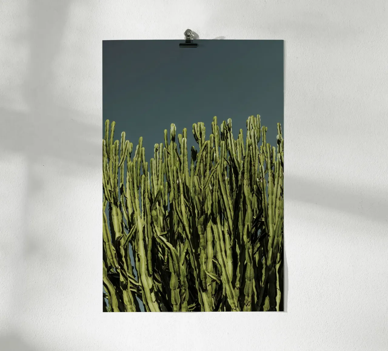 Cacti poster da Mareike Böhmer Photography