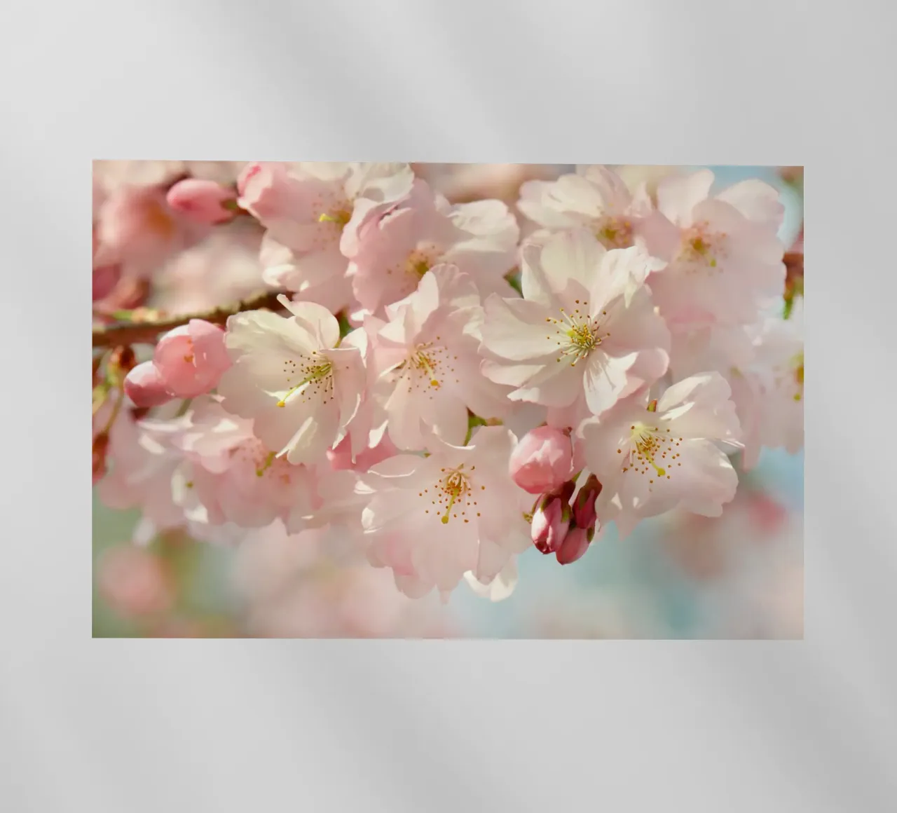 Fiori di ciliegio, Sakura pellicola backlit da Atteloi
