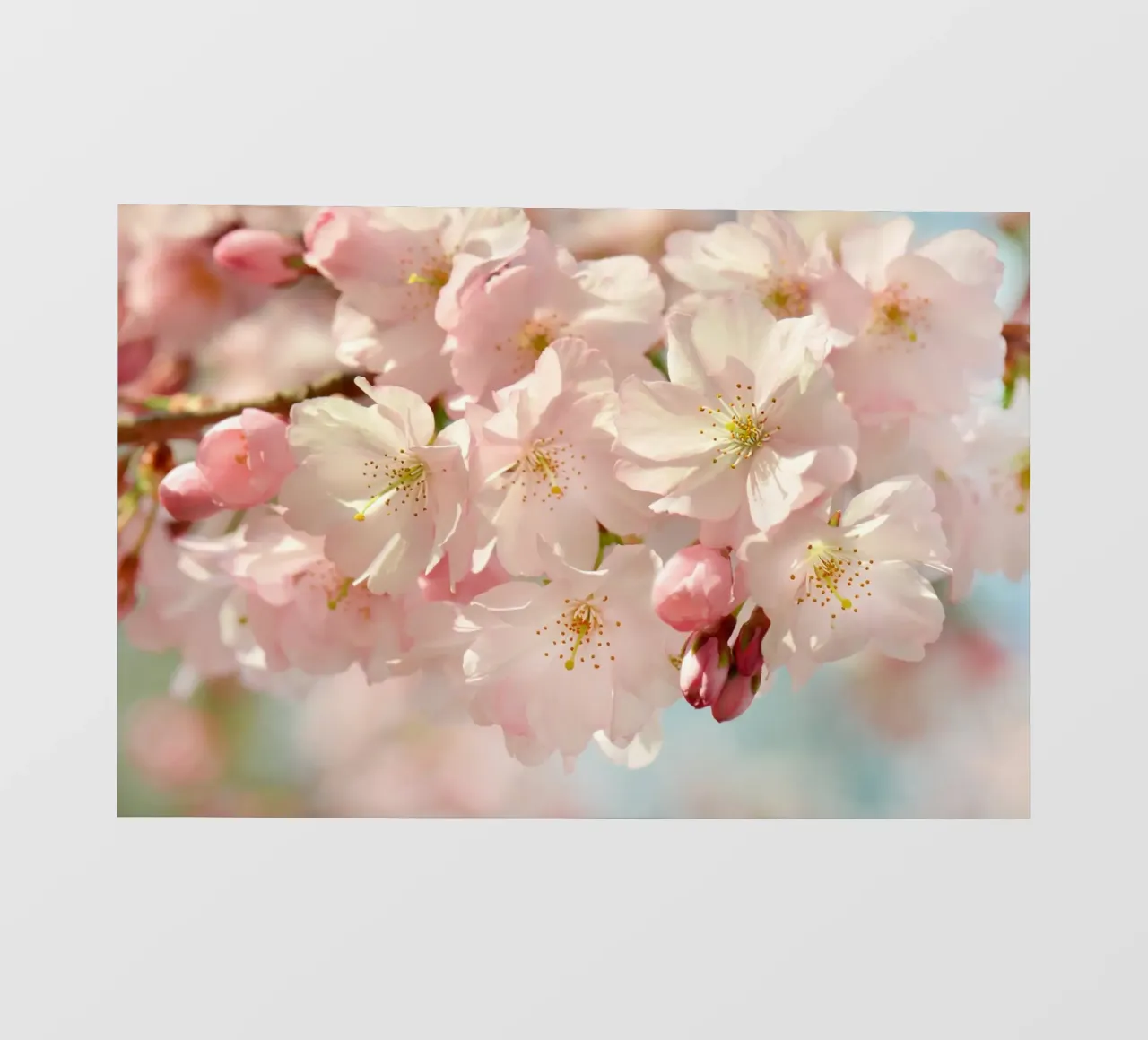 Fiori di ciliegio, Sakura pellicola backlit da Atteloi