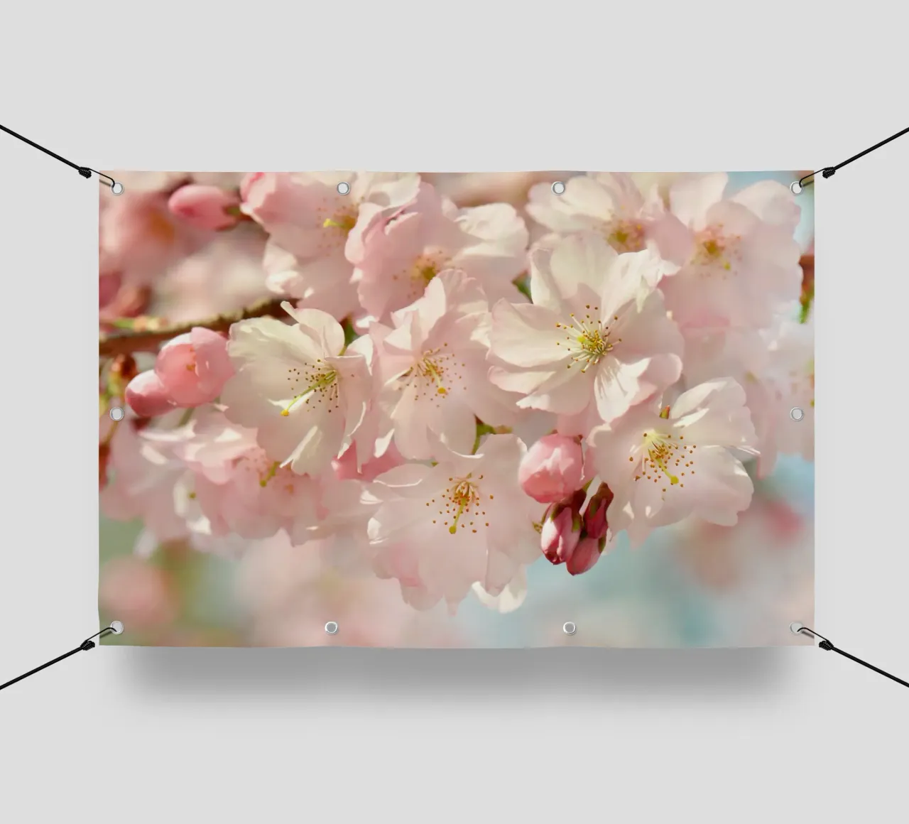 Fiori di ciliegio, Sakura telo in pvc da Atteloi