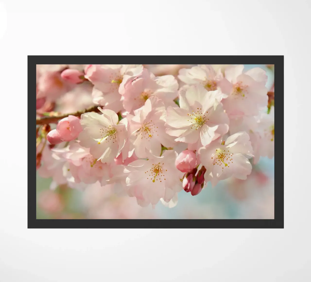 Fiori di ciliegio, Sakura zerbino da Atteloi