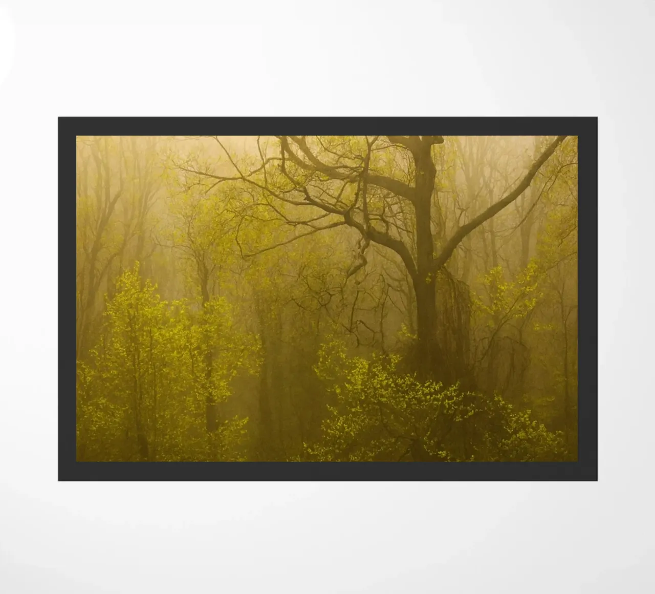 albero secco nella foresta zerbino da onelife