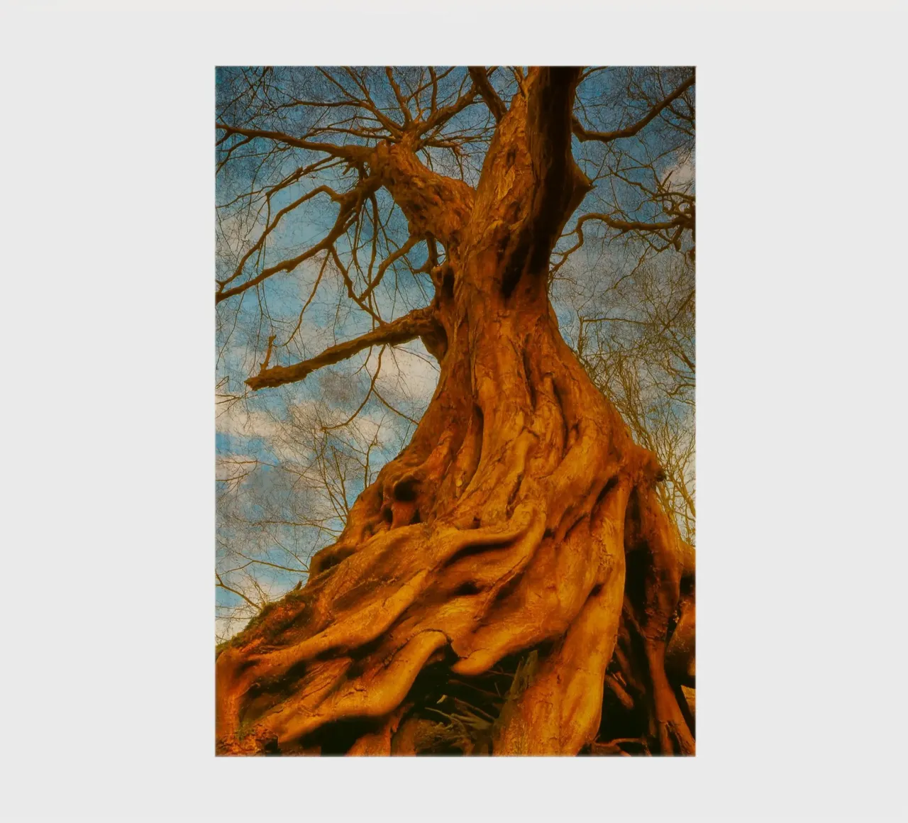 dry tree roots notebook by onelife