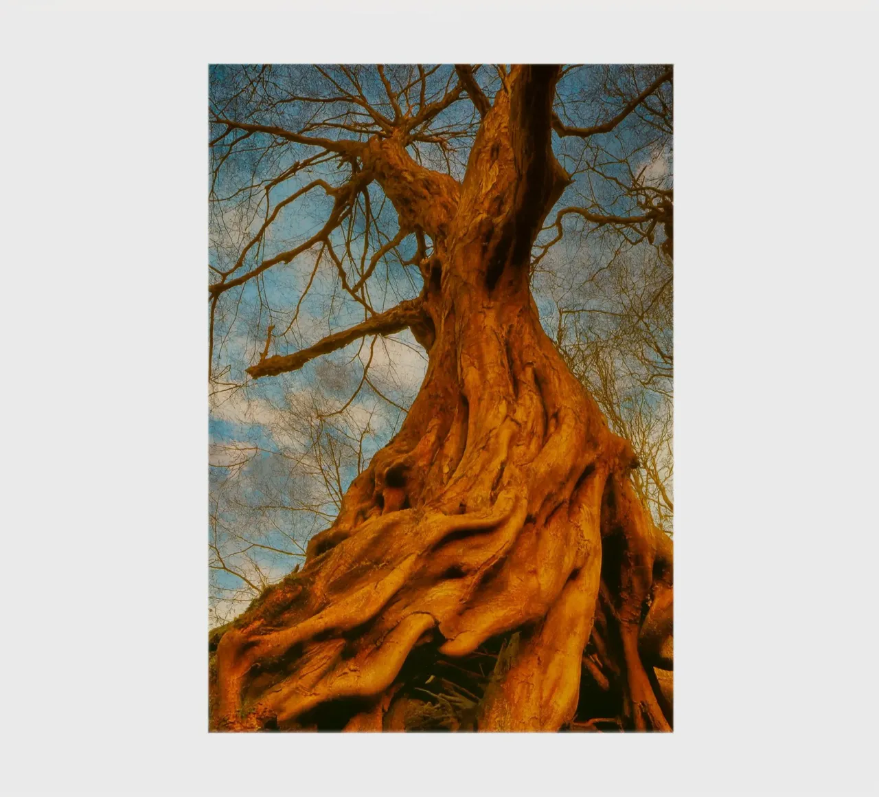 dry tree roots notebook by onelife