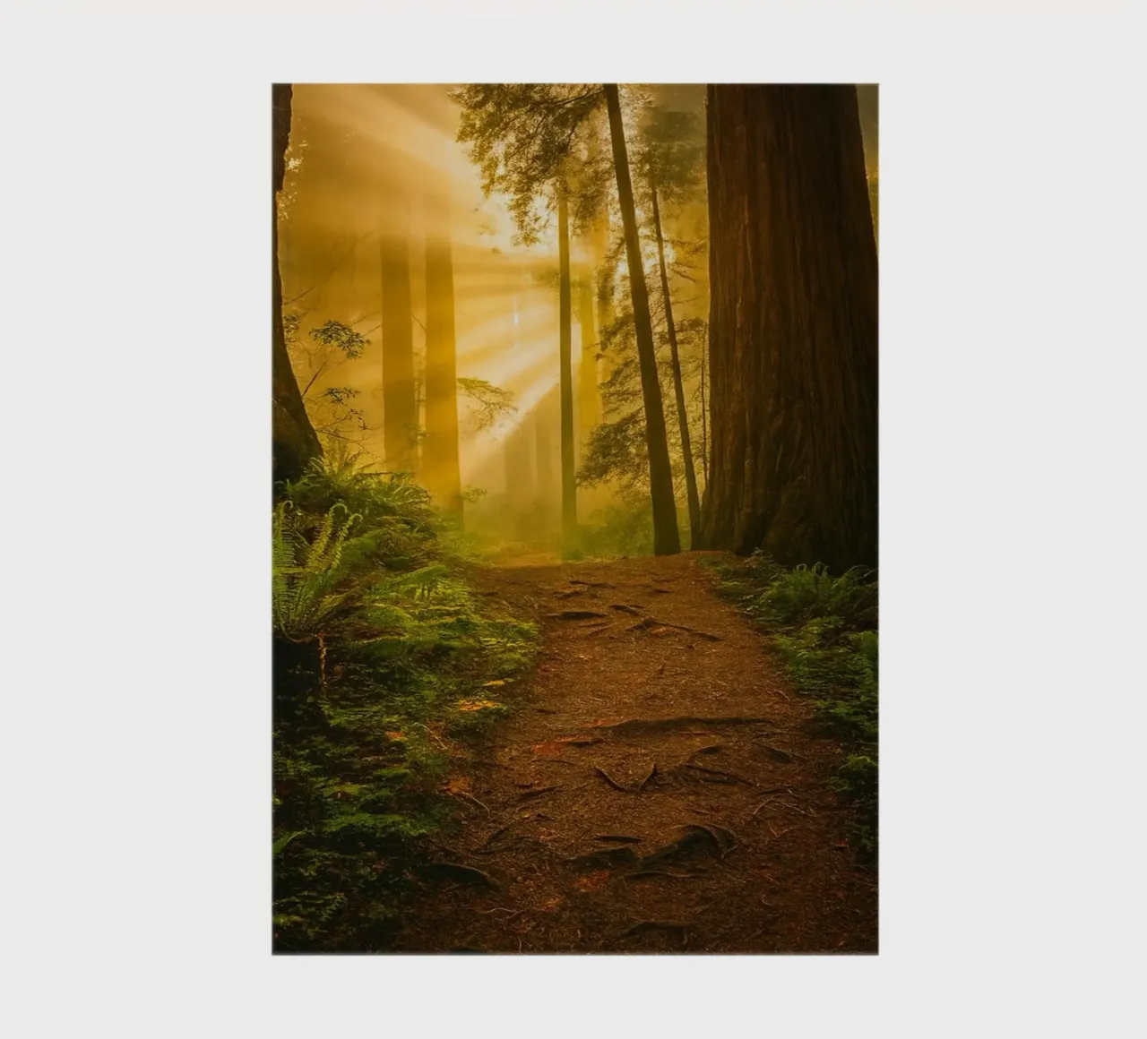 path road in the forest notebook by onelife