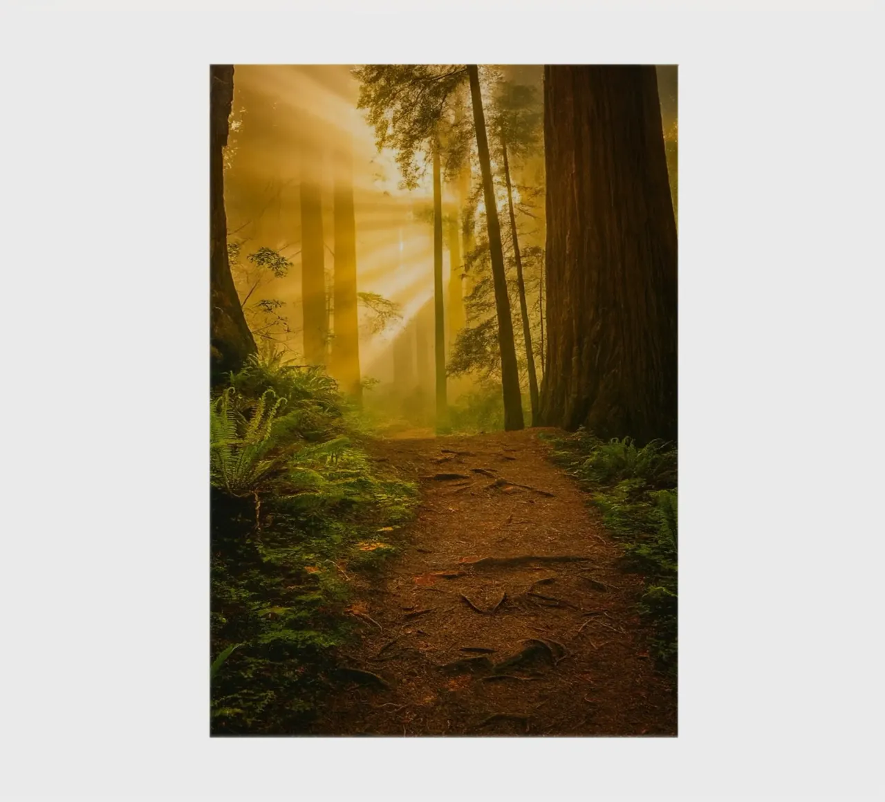 path road in the forest notebook by onelife