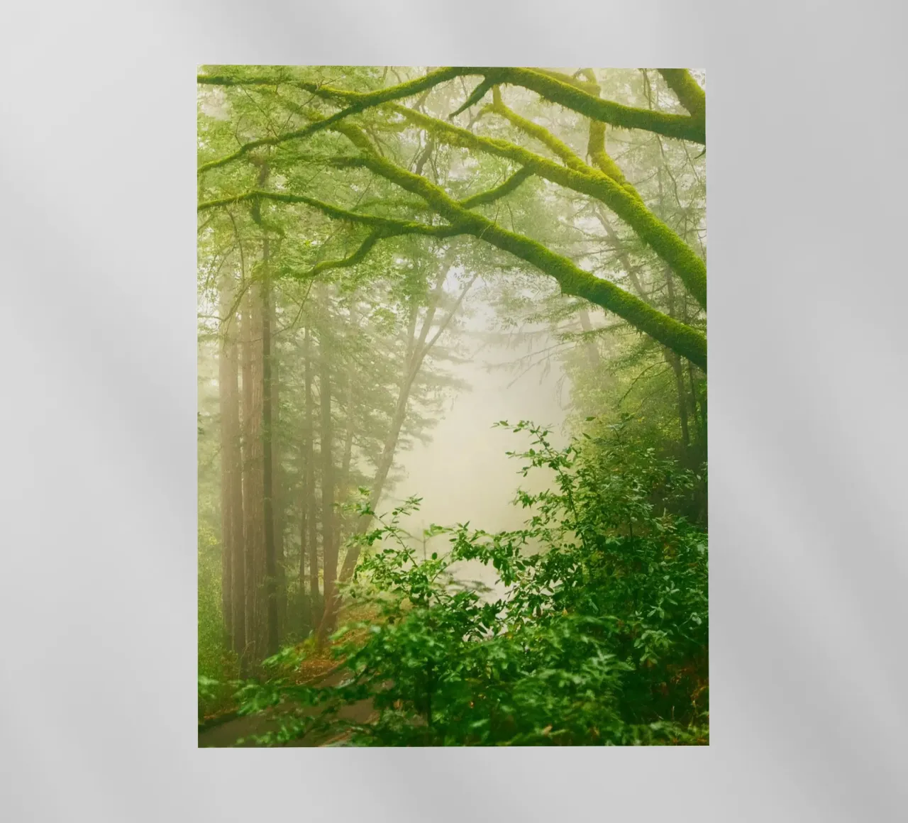 forrest pellicola backlit da onelife