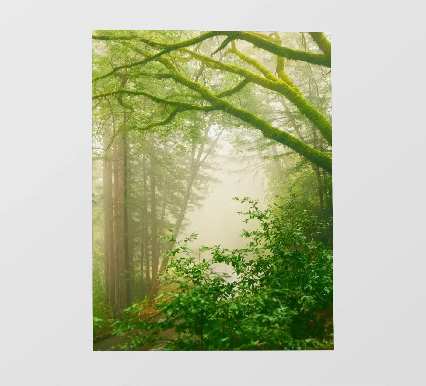 forrest papier peint photo de onelife