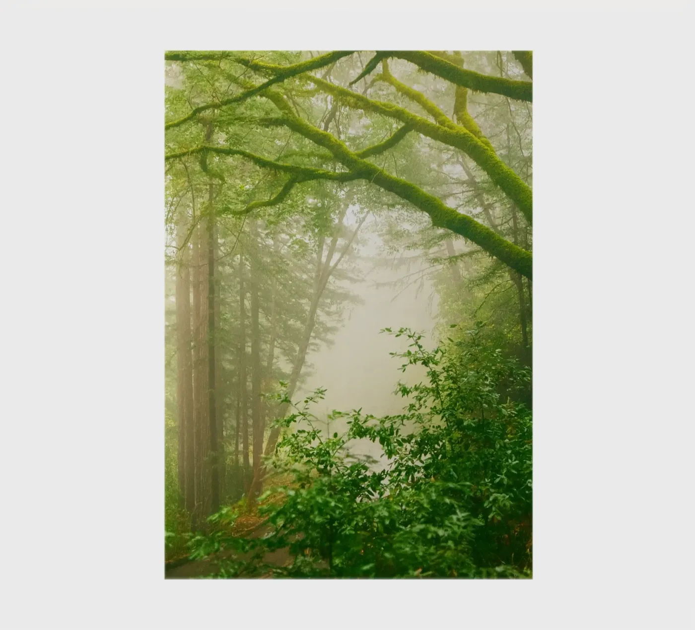 forrest notebook by onelife