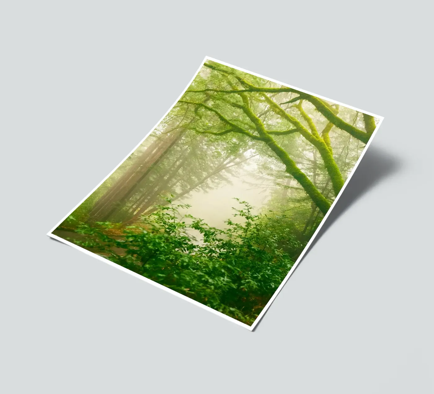 forêt planche autocollant de onelife