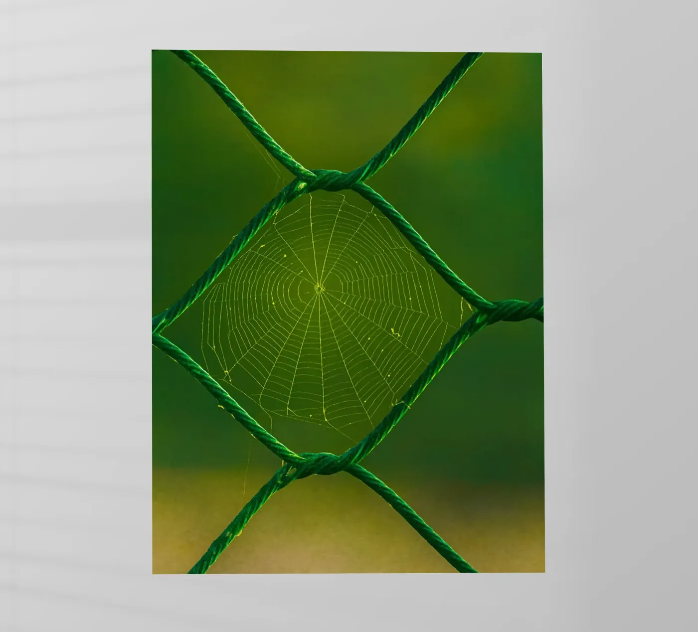 spider web pellicola backlit da onelife