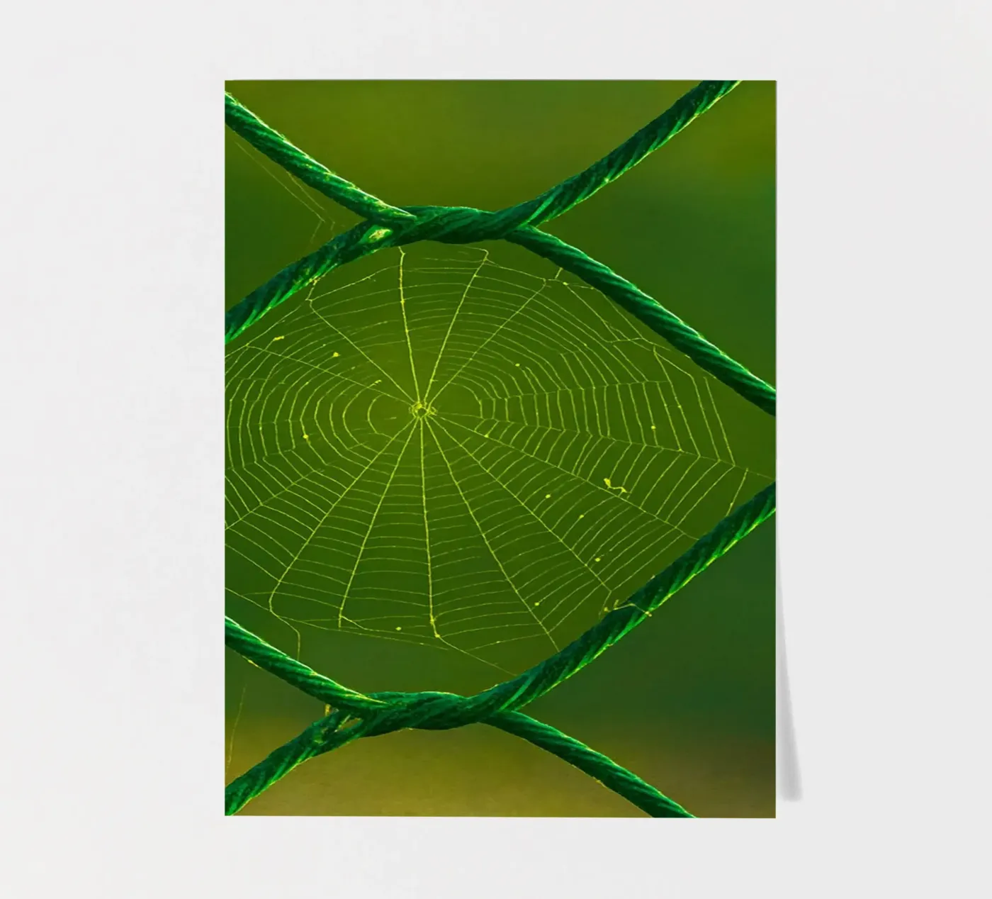 spider web sticker sheet by onelife