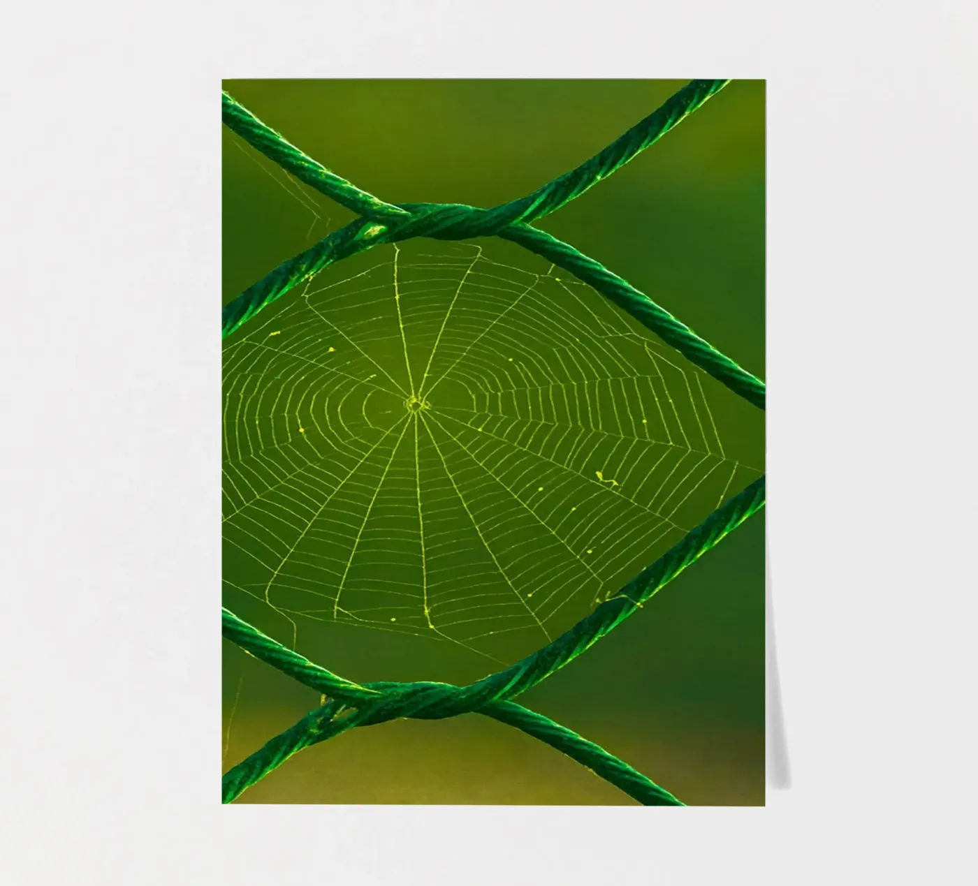 spider web sticker sheet by onelife