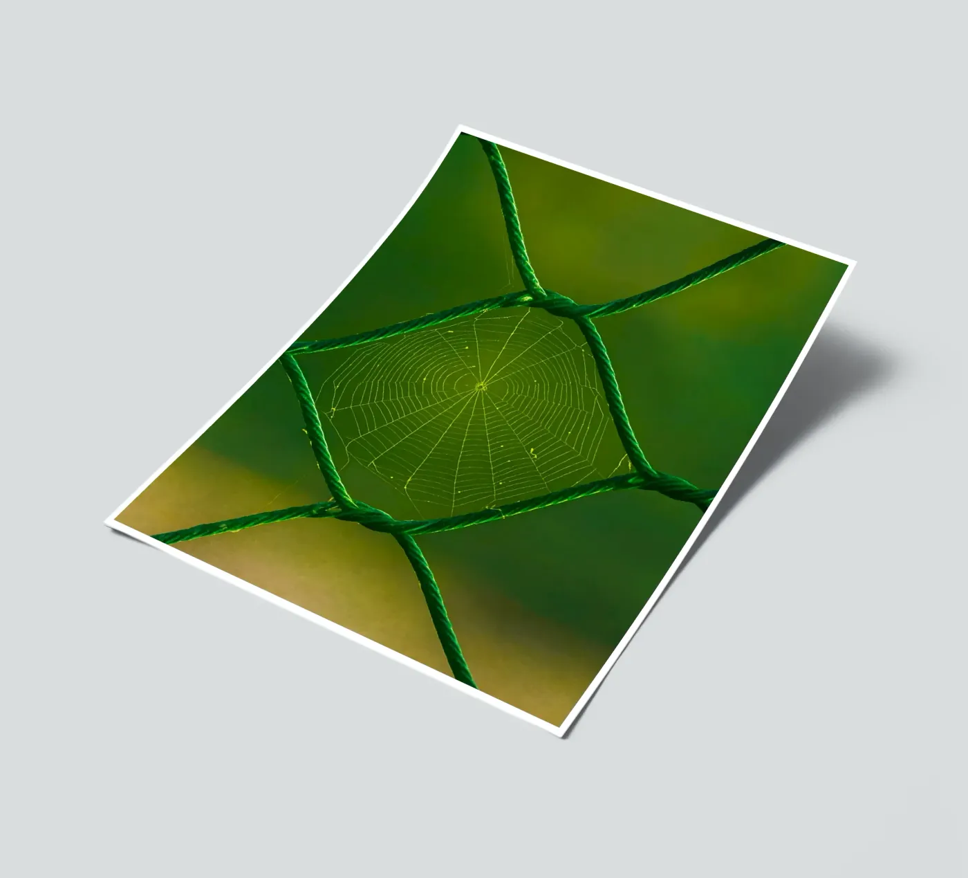 spider web sticker sheet by onelife