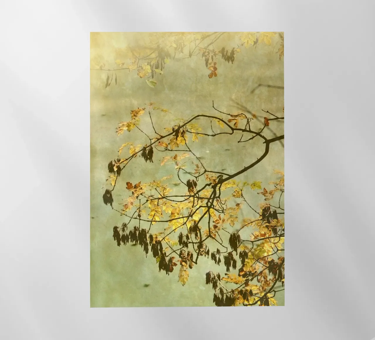 Goldbranch pellicola backlit da ArtSkratches