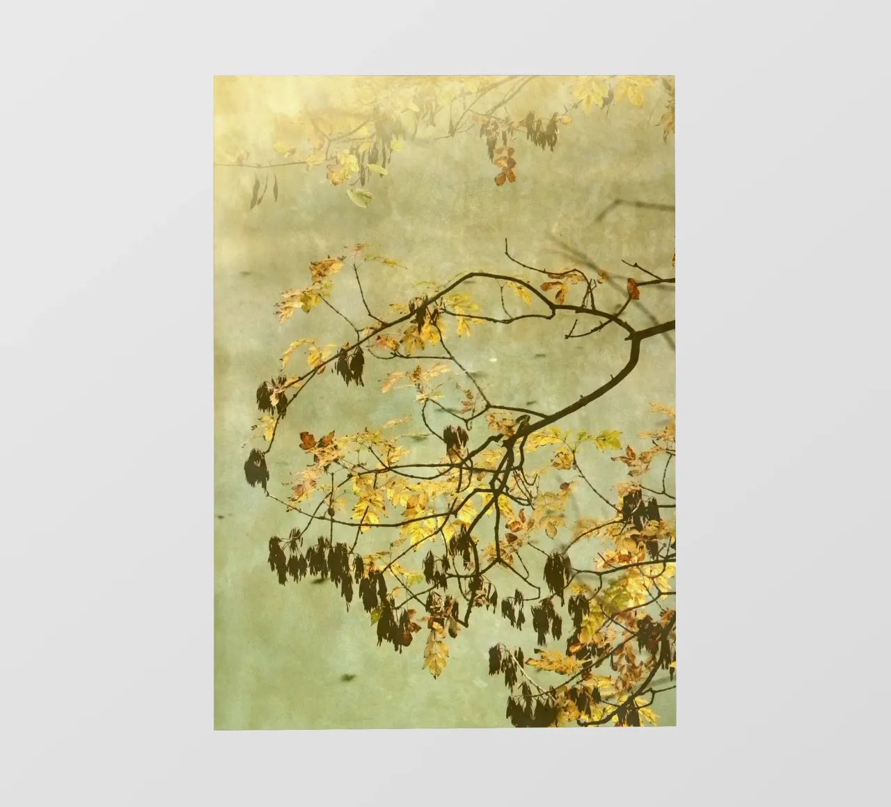 Goldbranch pellicola backlit da ArtSkratches