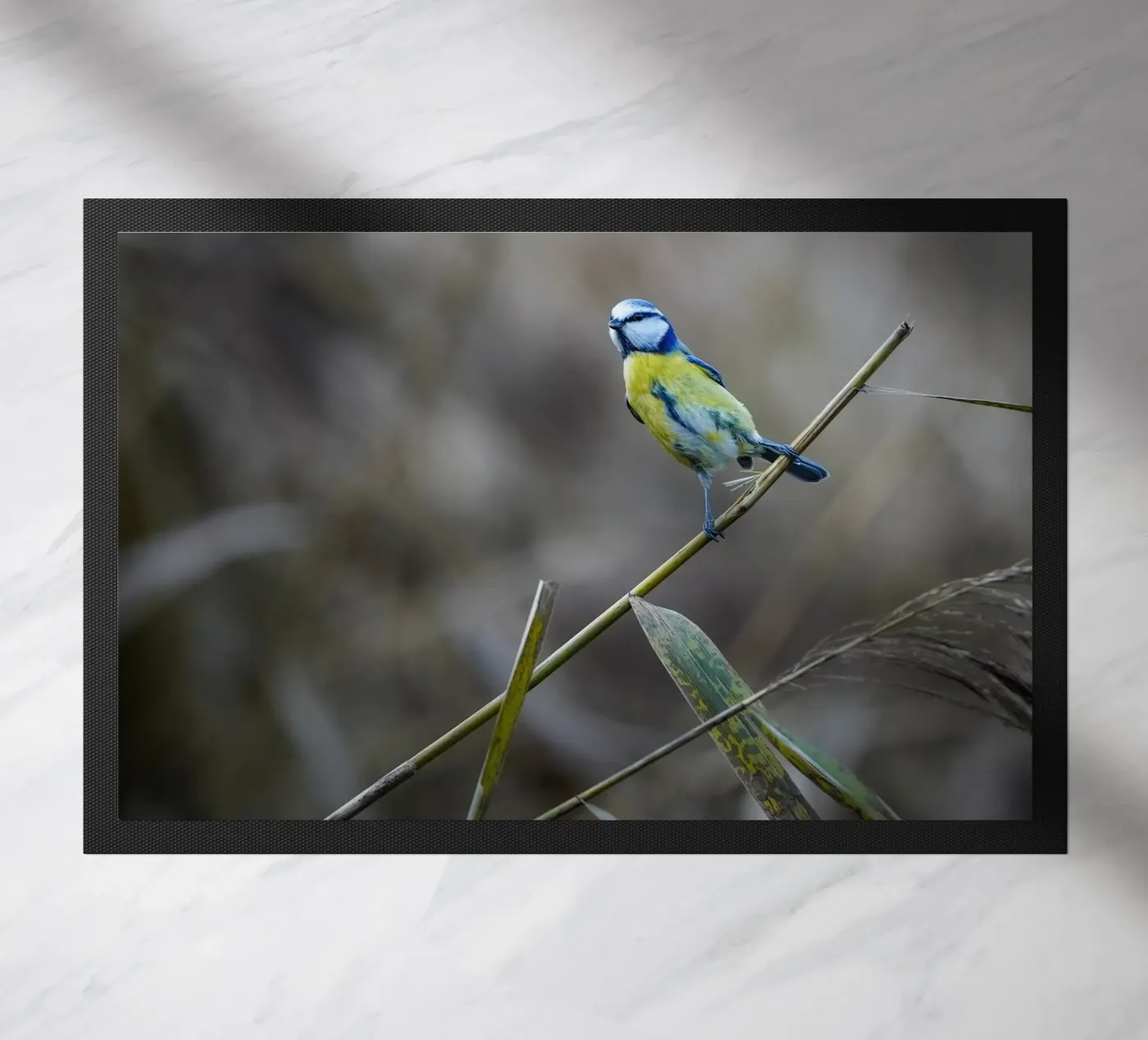 Cinciallegra blu zerbino da Tom's Wildlife