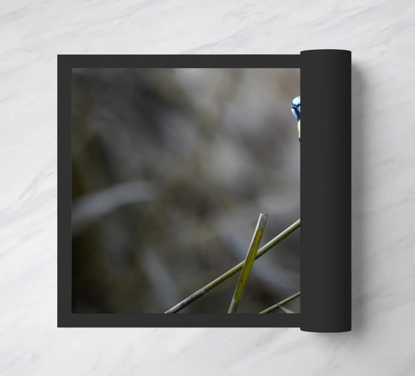 Cinciallegra blu zerbino da Tom's Wildlife