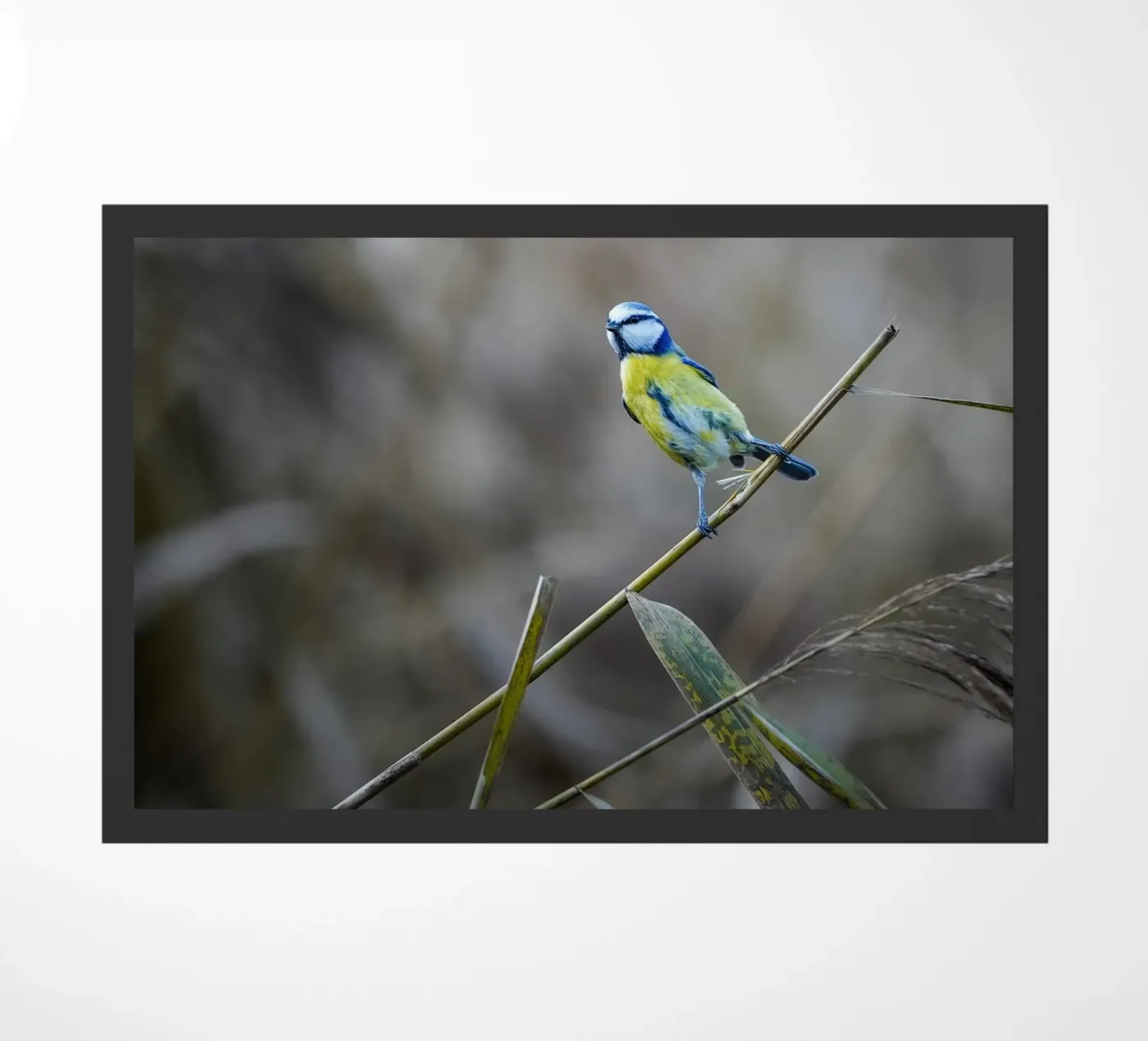 Cinciallegra blu zerbino da Tom's Wildlife