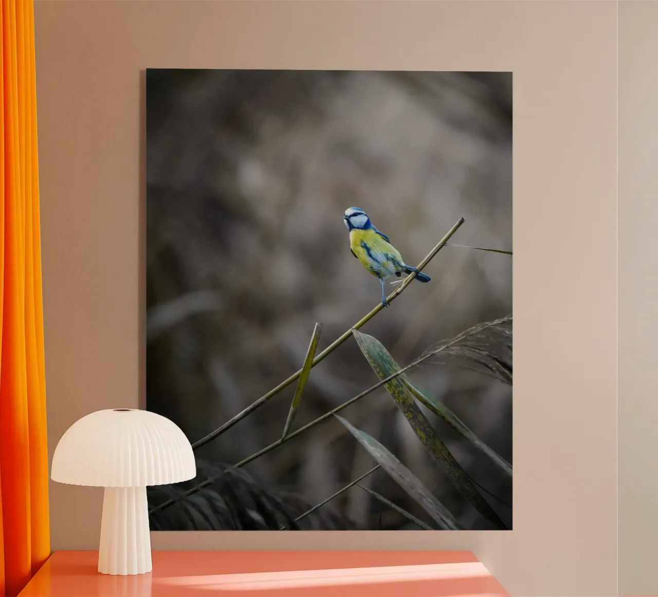 Cinciallegra blu plexiglass da Tom's Wildlife