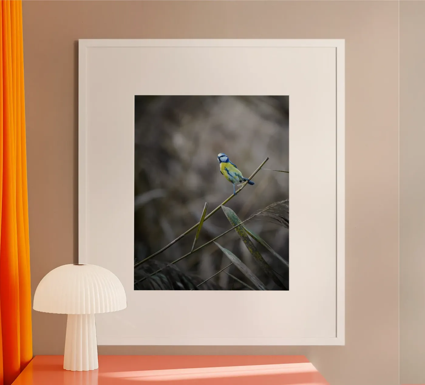 Blue Tit poster by Tom's Wildlife