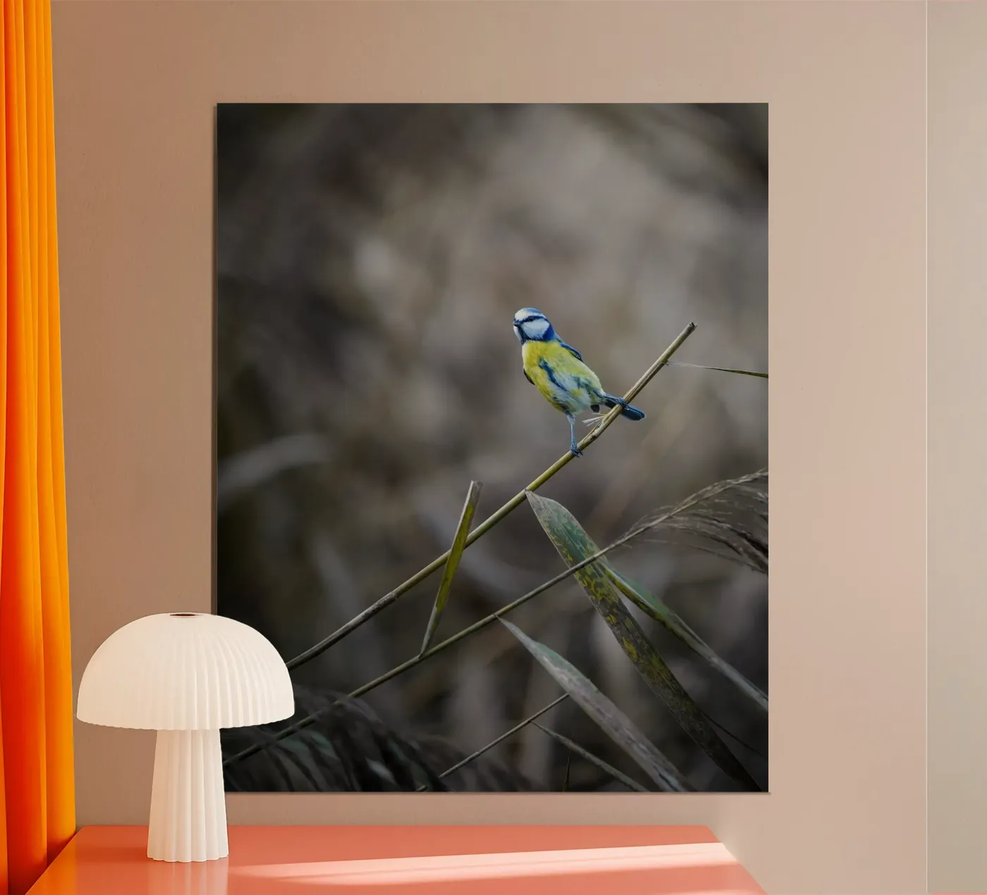 Blue Tit poster by Tom's Wildlife