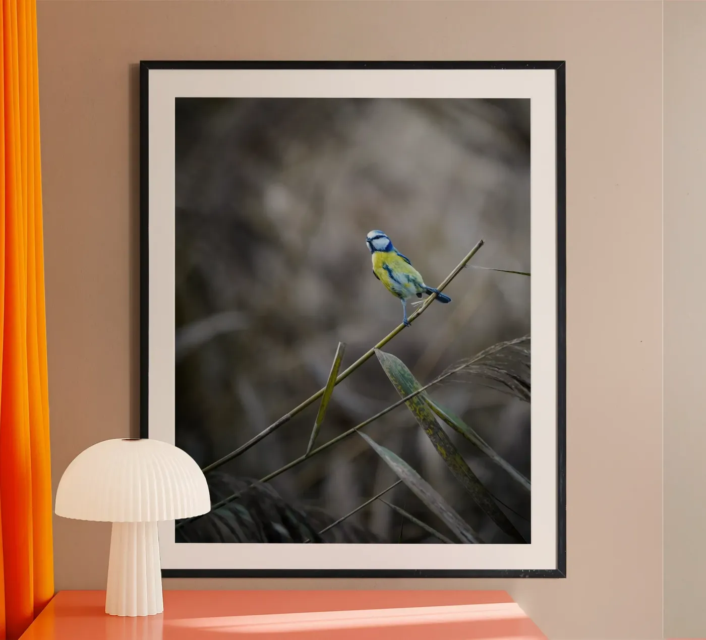 Blue Tit poster by Tom's Wildlife