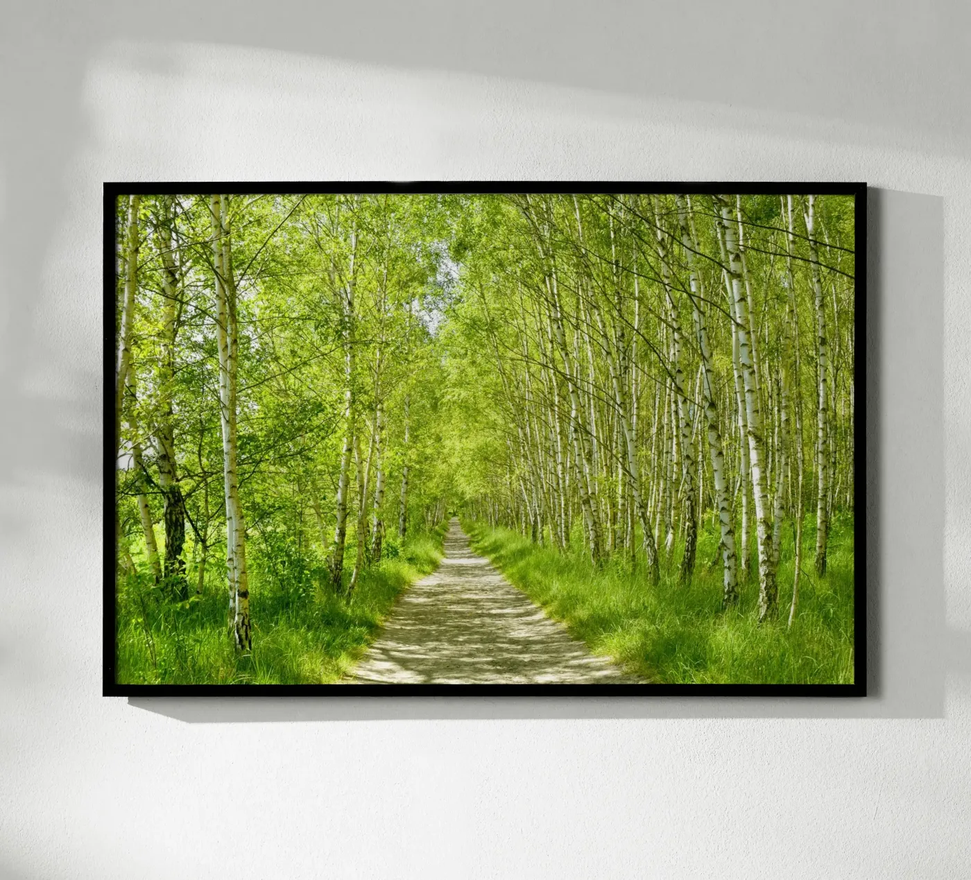Birch forest poster by Atteloi