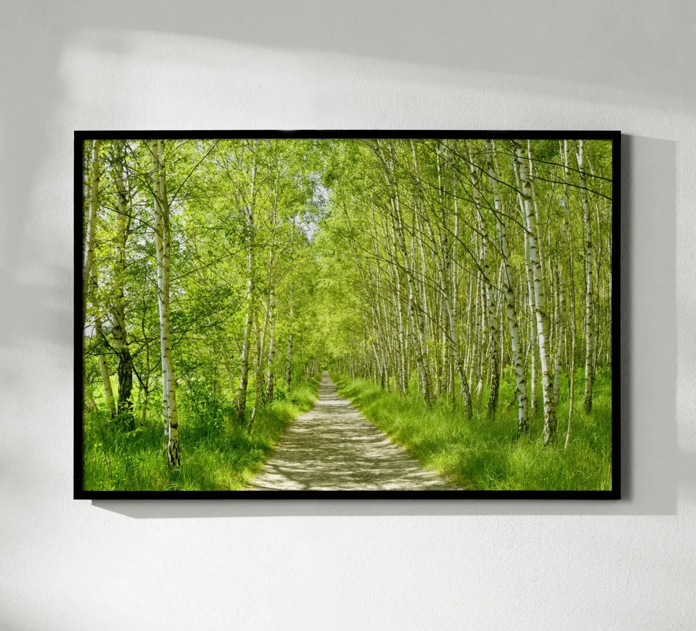 Birch forest poster by Atteloi