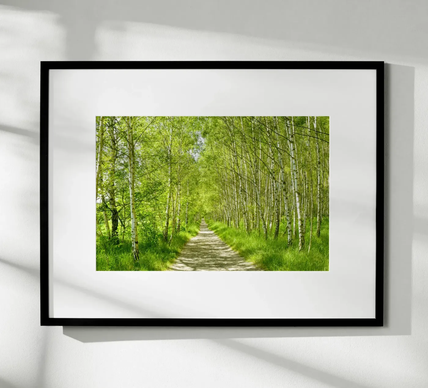 Birch forest poster by Atteloi