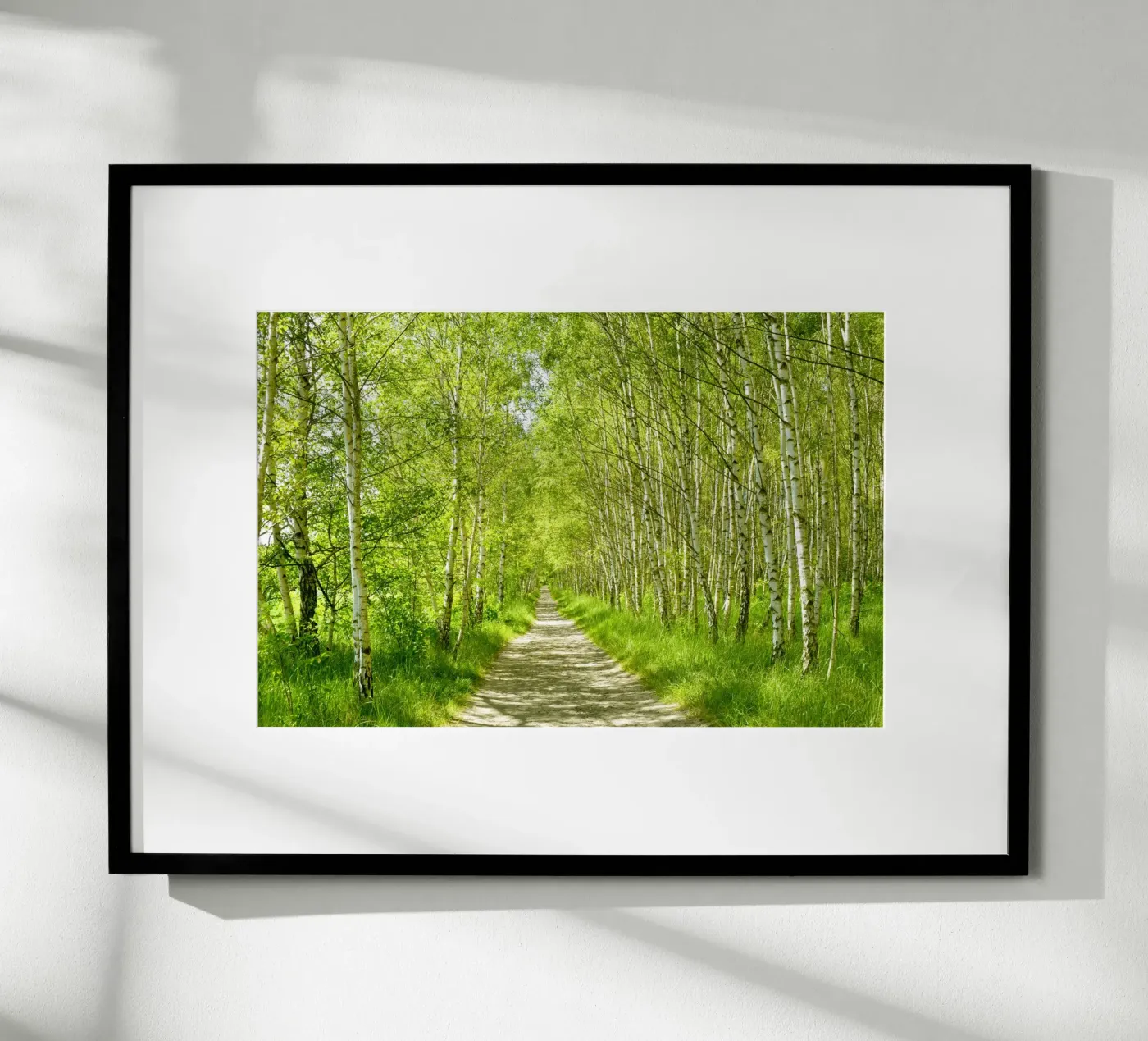 Birch forest poster by Atteloi