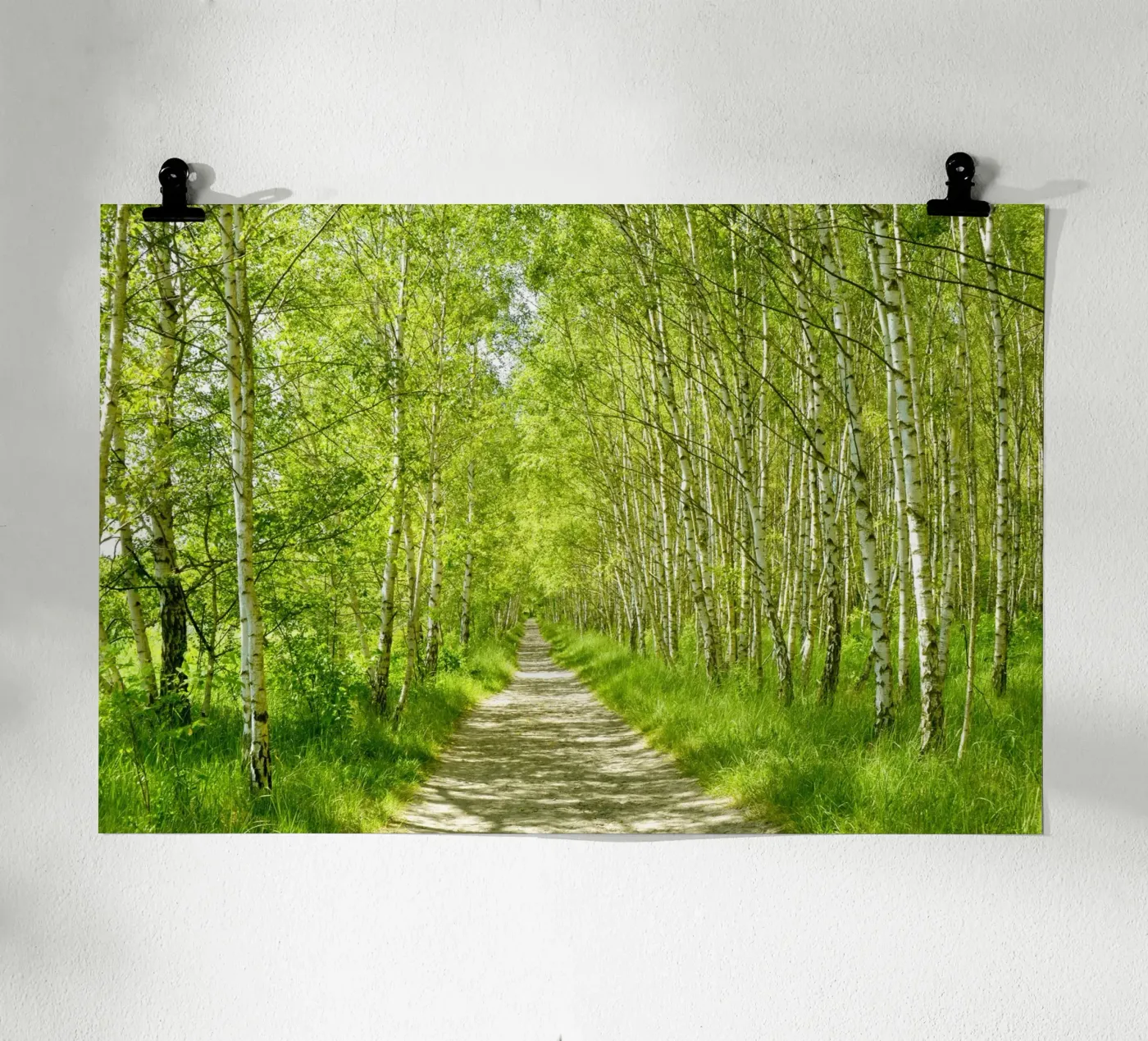 Birch forest poster by Atteloi