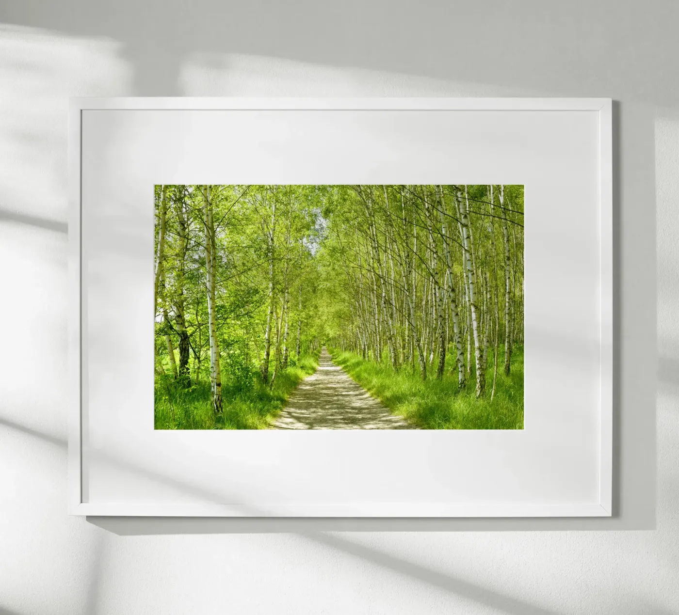 Birch forest poster by Atteloi