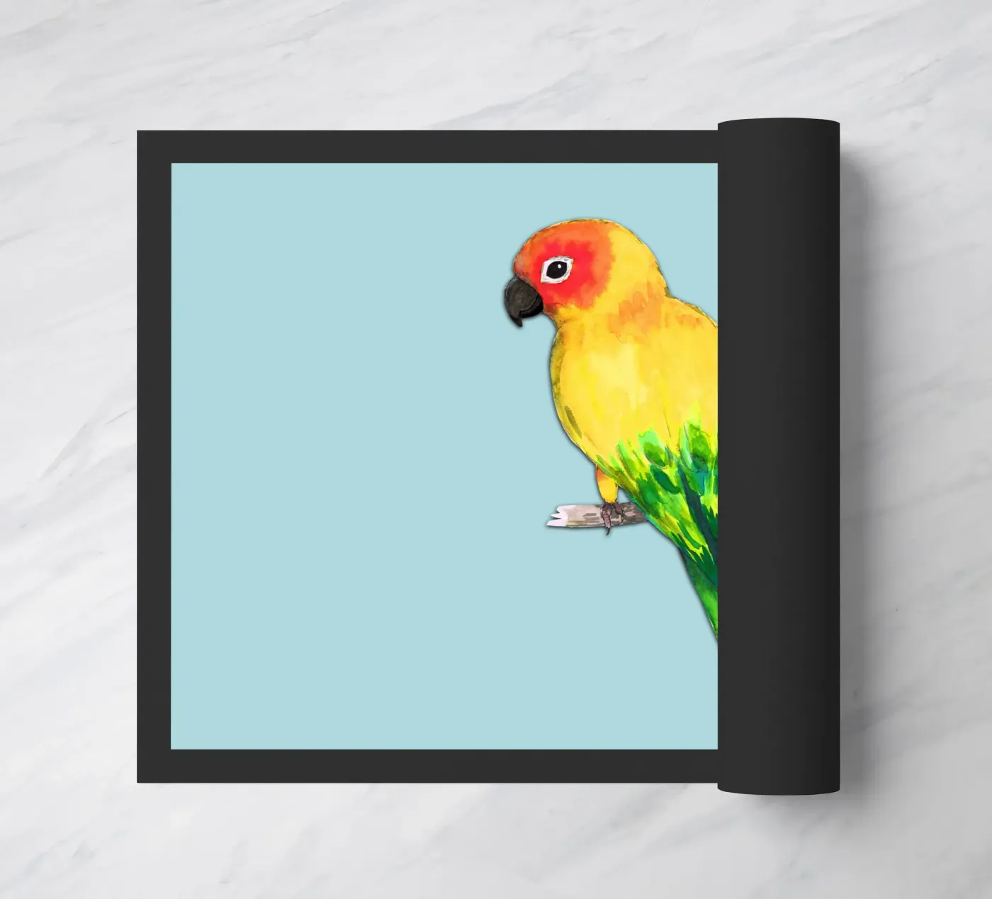 Sun conure zerbino da BwiseLizzy