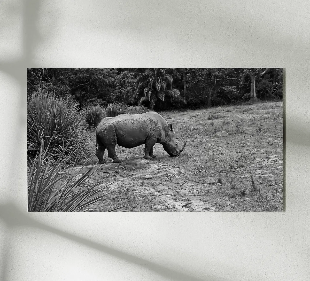 Rhinoceros plexiglass da Skyeaglephotography