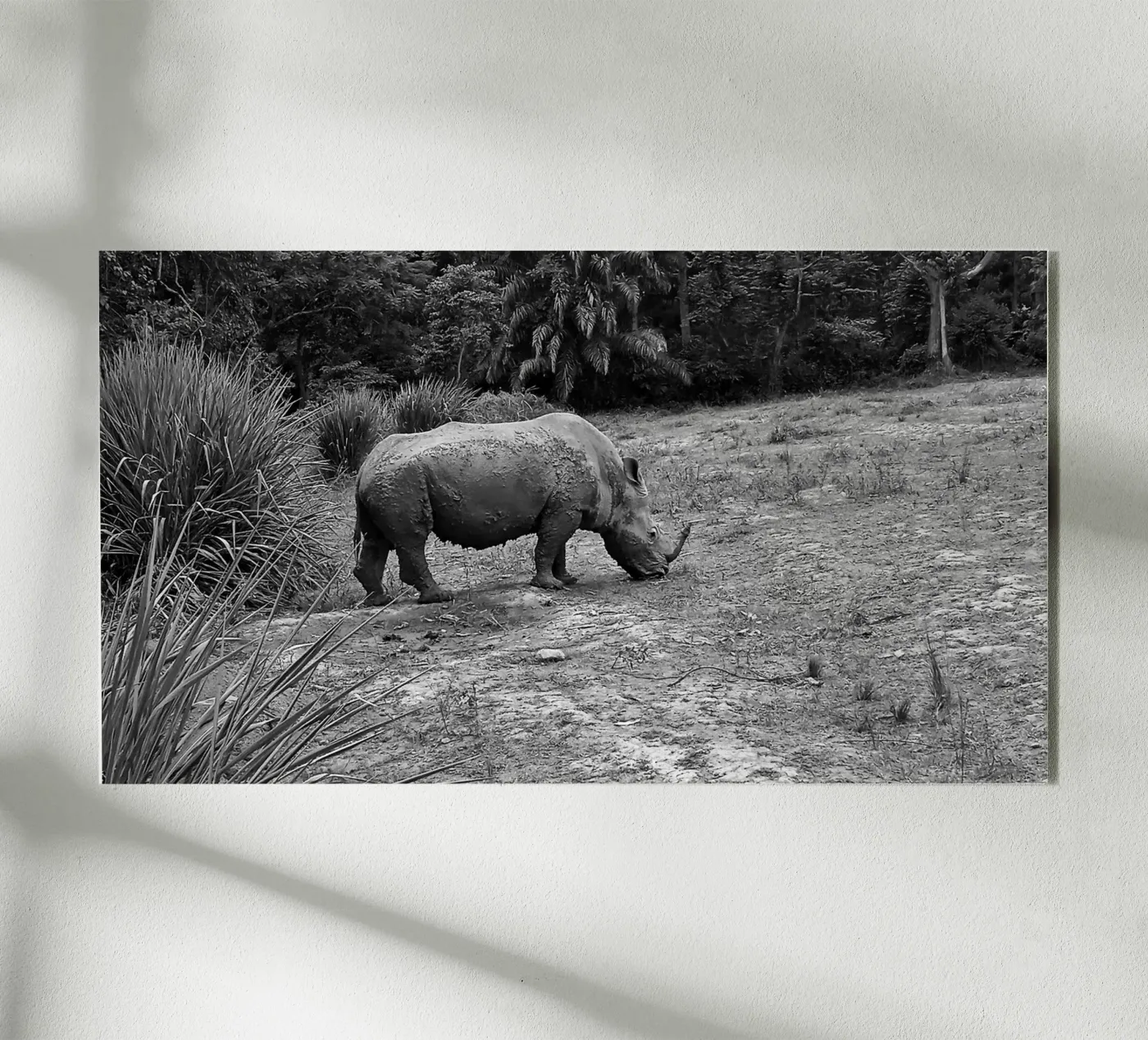 Rhinoceros plexiglass da Skyeaglephotography