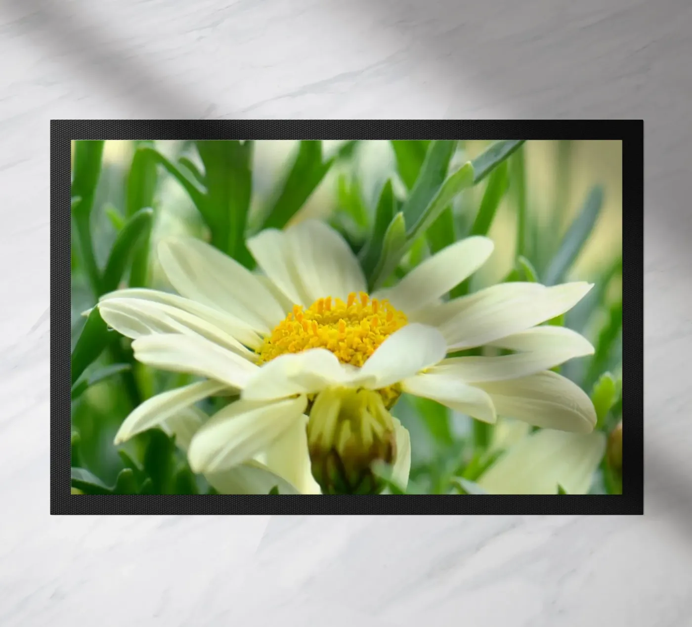 Margherite zerbino da Atteloi