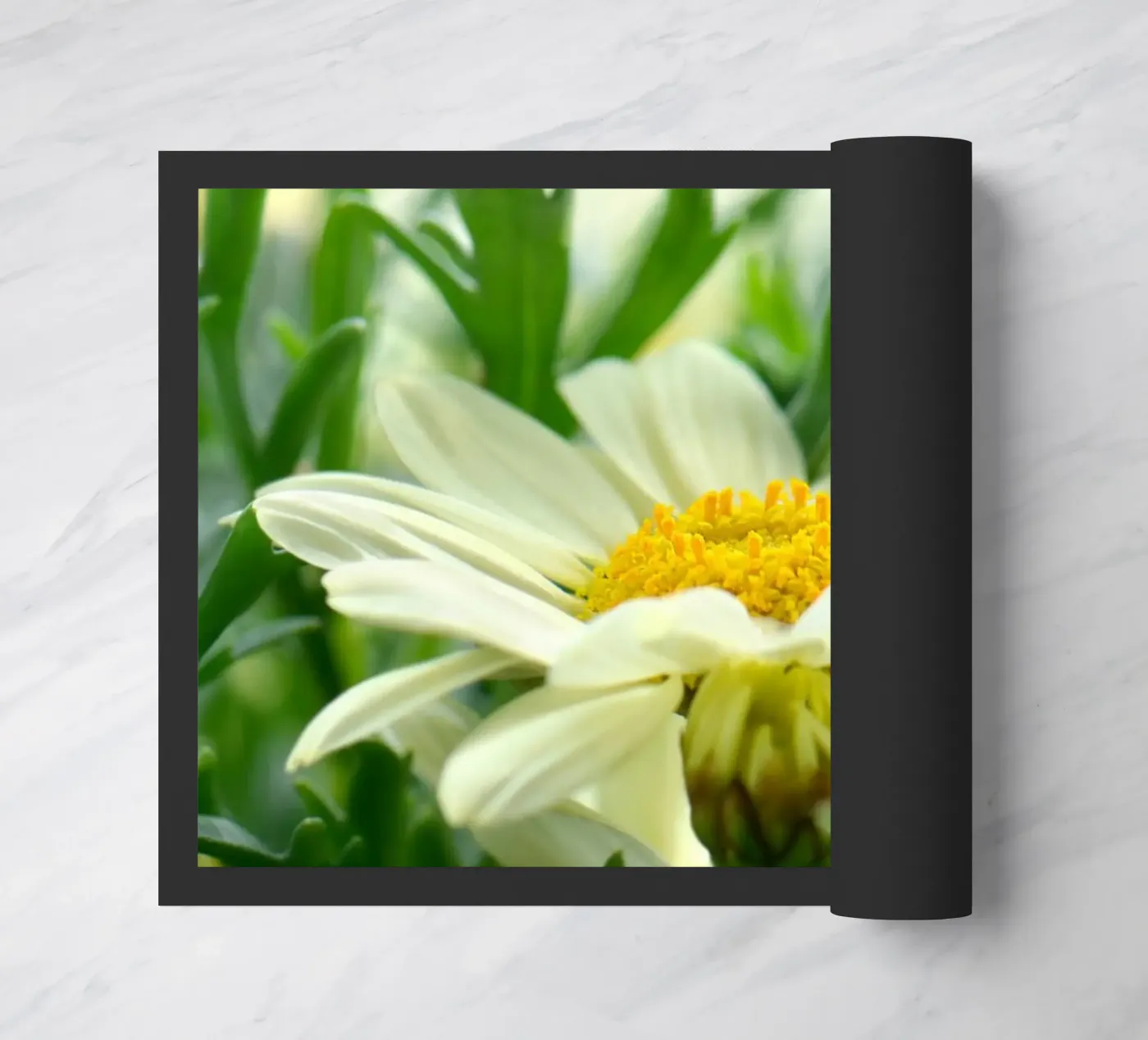 Margherite zerbino da Atteloi