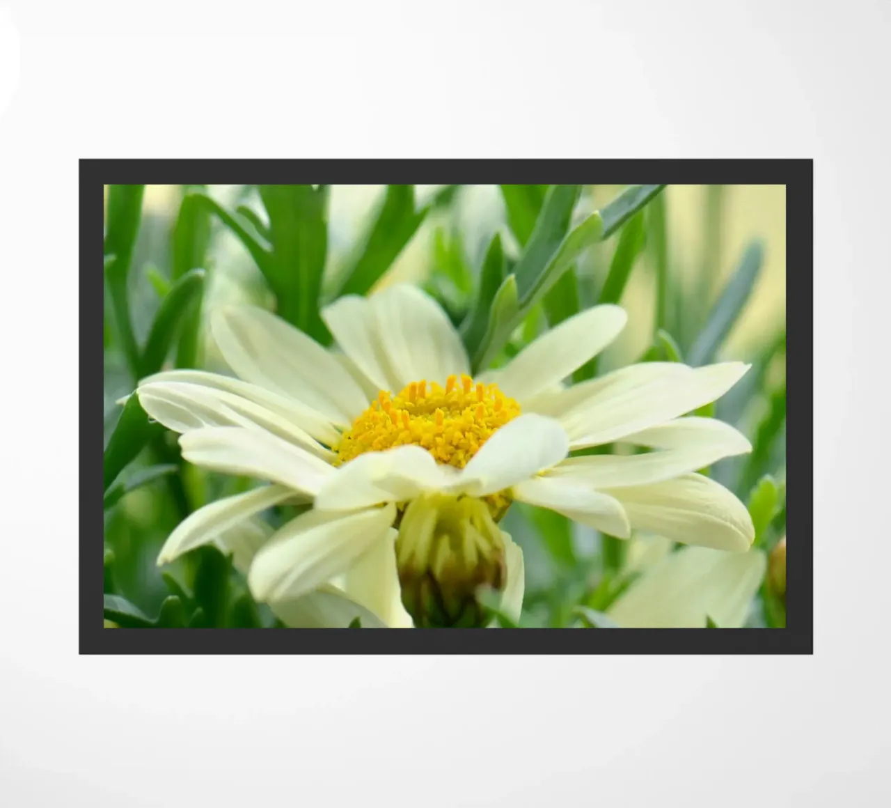 Margherite zerbino da Atteloi