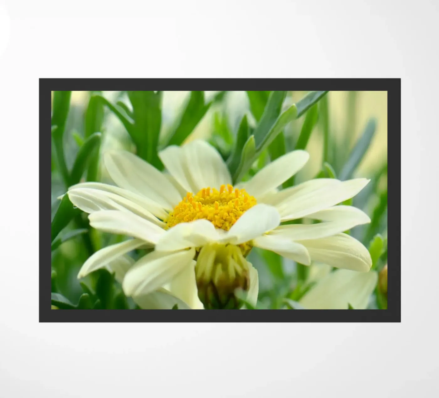 Margherite zerbino da Atteloi